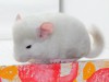 1 мес 1 нед