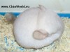 1,5 мес
