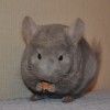 Максимус