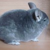Чемпион