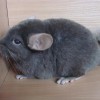 Филлип