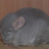 Алладин