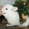 Морфий