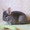АлМира 