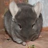 Масяня