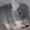 Олимпия