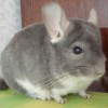 Филик