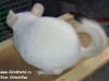 6 мес