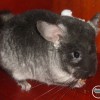 Данави Таурас