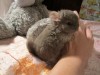 3 недели
