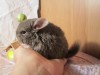 так Илу - совенок