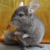 Каунис