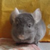 Куби