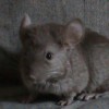 Лаки