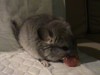 1 мес.