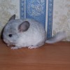 Вилли