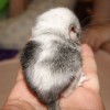 Динарий