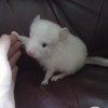 Зефирчик