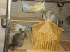 В доме новая хозяйка