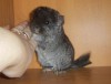 3 нед