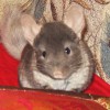 Маргарита 