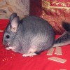 Марта