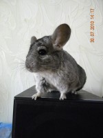 oly