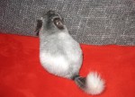 SvArt