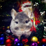 Nice+Chinchillas