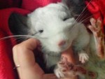 Zarina_Chelyabinsk