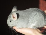Юлия Тимонова