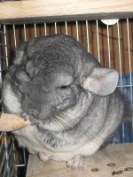 Lelka