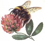 Esmol