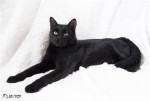Black_fluffy_cat