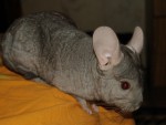 Irisha341