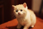 Kalevala