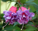 fuxia