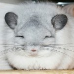 LemurKa