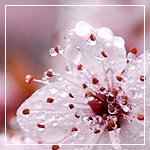 Verbena