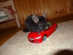 Polinafv