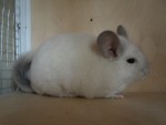 Barnaul chinchillas