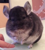 lelechka