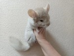 Miss Aurora