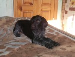 dogdinka
