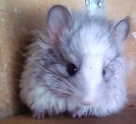 sergii-t