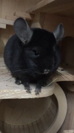 АнЯна