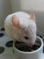 MILKI