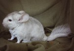 fluff&amp;puff
