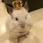 Дорофеева Елена