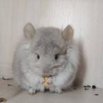 fluffy tails